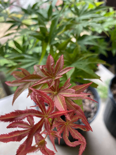 Acer palmatum 'Tsuri nishiki' - mapleridgenursery